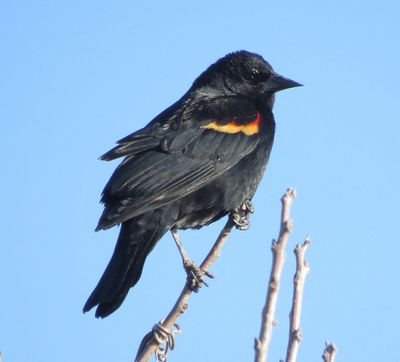 Red-Winged Backbird