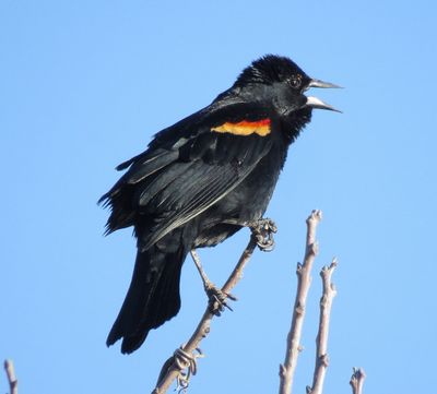 Red-Winged Backbird