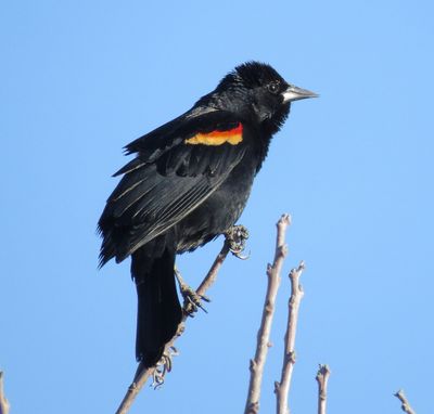 Red-Winged Backbird