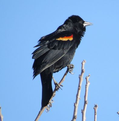 Red-Winged Backbird
