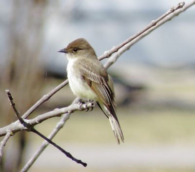 Eastern Phoebe
