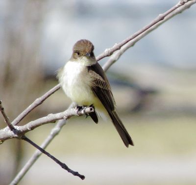 Eastern Phoebe