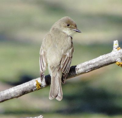 Eastern Phoebe