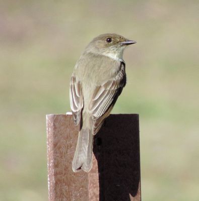 Eastern Phoebe