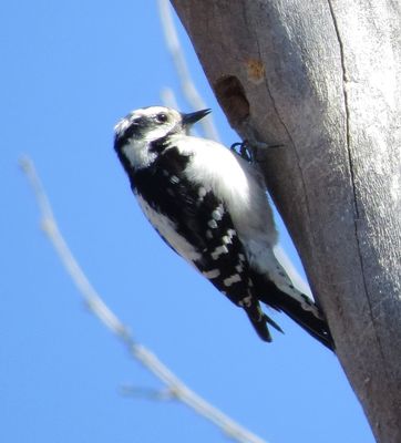 Downy Woodpecker