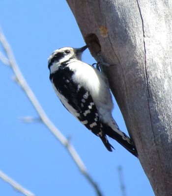 Downy Woodpecker