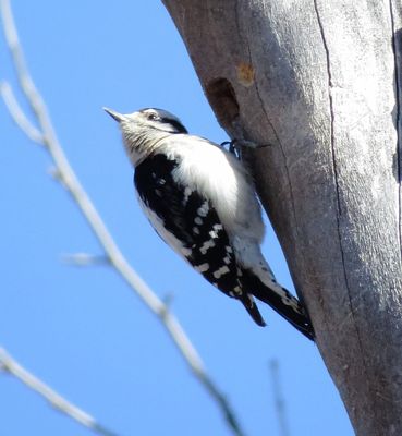 Downy Woodpecker