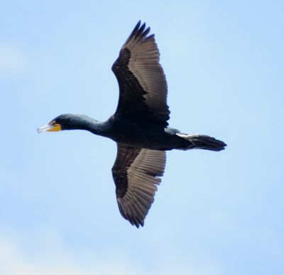Double-Crested Cormorant