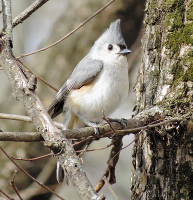 Tufted Titmouse