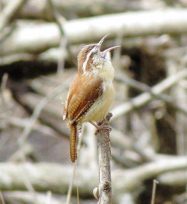 Carolina Wren