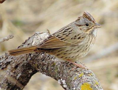 Lincoln's Sparrow