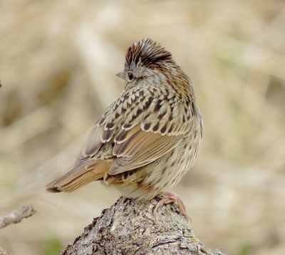 Lincoln's Sparrow