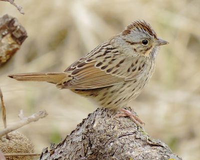 Lincoln's Sparrow