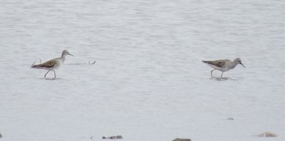 Lesser Yellowlegs