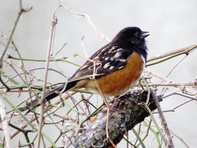 Spotted Towhee