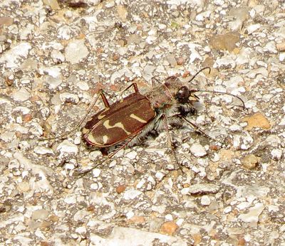 Oblique-Lined Tiger Beetle