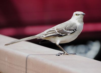 Northern Mockingbird