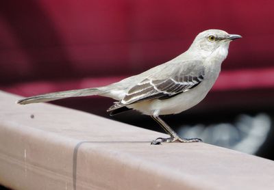 Northern Mockingbird