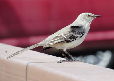 Northern Mockingbird