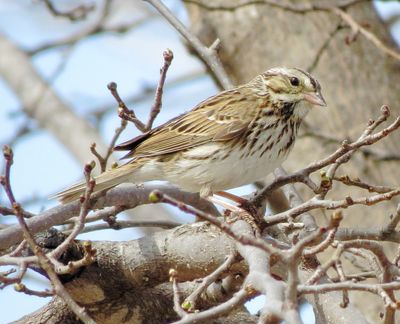 Savannah Sparrow