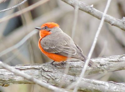 Vermilion Flycatcher