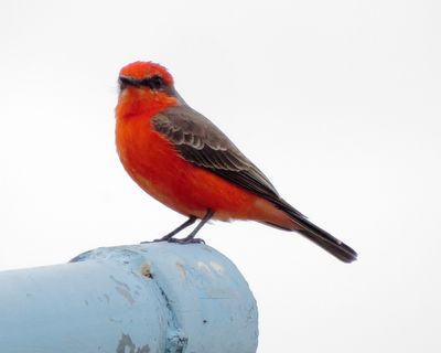 Vermilion Flycatcher