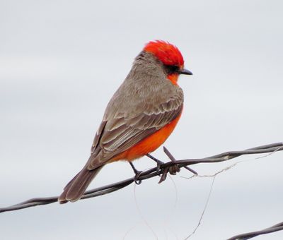 Vermilion Flycatcher