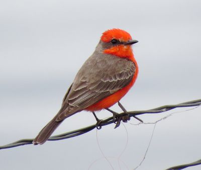 Vermilion Flycatcher