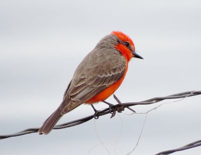 Vermilion Flycatcher