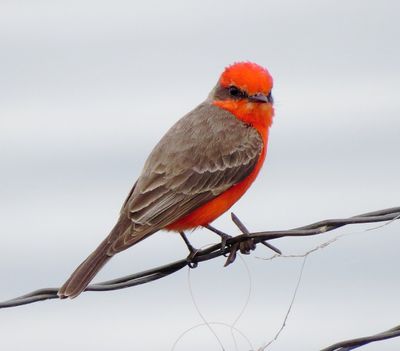 Vermilion Flycatcher