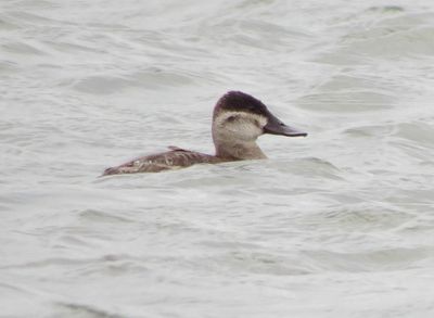 Ruddy Duck