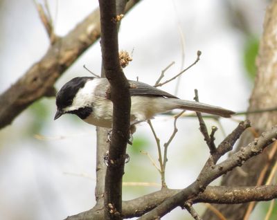 Carolina Chickadee