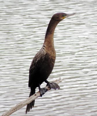Neotropic Cormorant