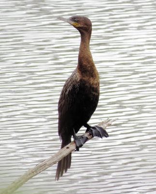 Neotropic Cormorant
