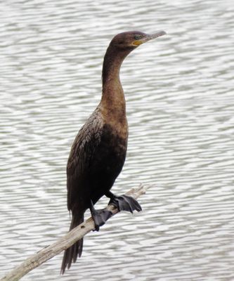 Neotropic Cormorant