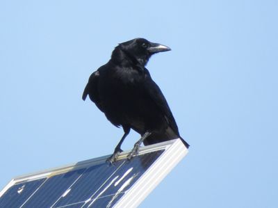 American Crow