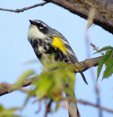 Myrtle Warbler