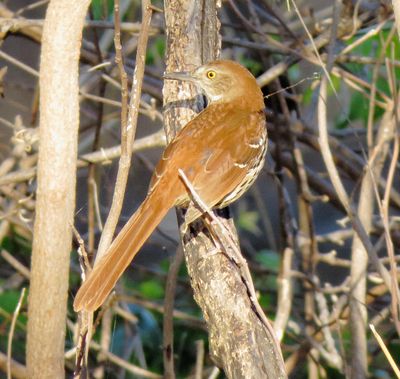Brown Thrasher