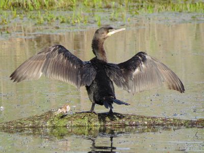 Neotropic Cormorant