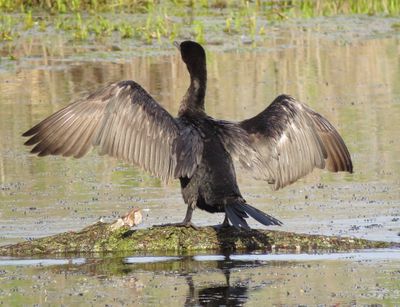 Neotropic Cormorant