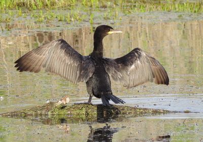 Neotropic Cormorant