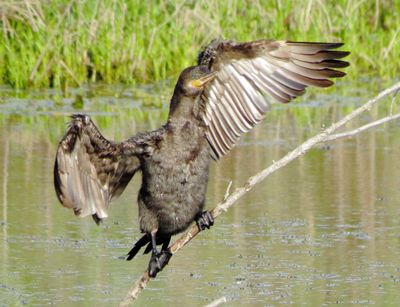 Neotropic Cormorant