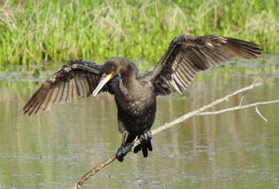 Neotropic Cormorant