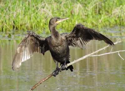 Neotropic Cormorant