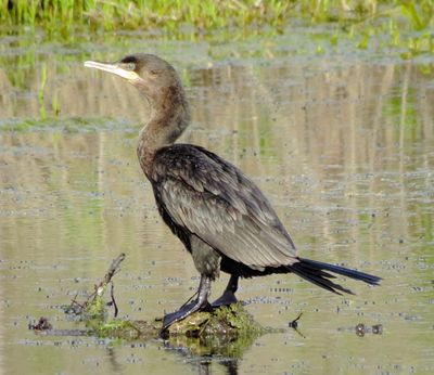 Neotropic Cormorant