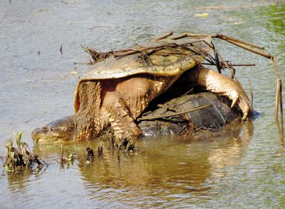 Common Snapping Turtle