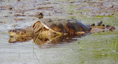 Common Snapping Turtle