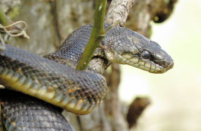 Western Rat Snake