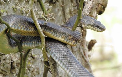 Western Rat Snake