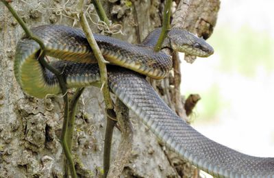 Western Rat Snake